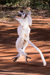 Madagascar 2022